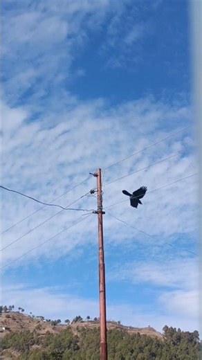 Crow || Caw Caw Sound