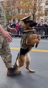 Salute of the Shepherd” | German shepherds