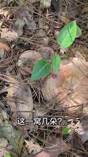 蘑菇蘑菇～ 视频最后的两种蘑菇是啥？有认识的朋友吗？#大自然的馈赠 #蘑菇 #捡蘑菇的季节