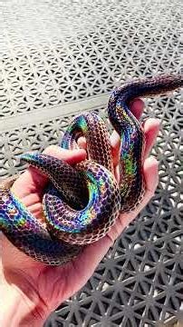 7 Most Beautiful Snakes on Earth 🐍 | You Won't Believe These Are Real!