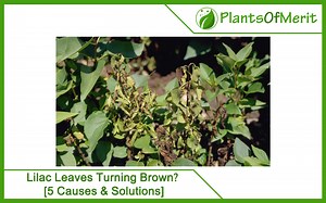 Lilac Leaves Turning Brown? [5 Causes & Solutions] - Plants Of Merit
