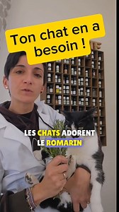 Saviez-vous que les chats adorent le romarin ? Je vous explique pourquoi… et comment en faire un soin naturel magique pour vos animaux **Restez bien jusqu'à la fin ! Préparez votre infusion à base de romarin (la plante, pas l’huile essentielle, appliquez-la délicatement sur votre compagnon à quatre pattes, et observez les bienfaits : ✨ Anti-pellicules ✨ Apaisant pour la peau ✨ Poil soyeux ✨ Action antiparasitaire contre les puces ! Moi j’ai de la chance, j’en ai dans mon jardin ! Mais vous pouve