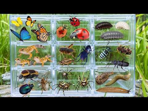 I am hunting for insects in the garden I found a Isopod, Long Horn Beetle, Ladybug, Buterfly, Spider