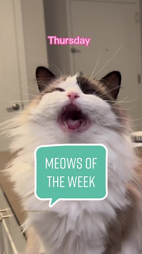 Ragdoll Cat Meowing - Adorable Cat Videos Compilation