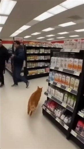 Sushi Sprint: Cat Steals Fish & Leads Store Chase