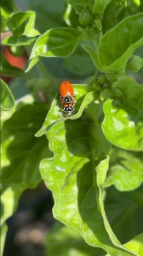 Mating season ladybugs 🐞￼