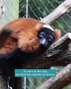 6.1K views · 289 reactions | Help us celebrate #WorldLemurDay by...