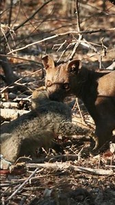 This Predator Climbs Down Trees Headfirst… (Fossa)