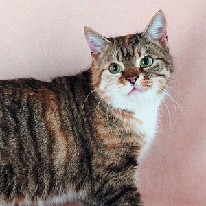 32K views · 1.5K reactions | If you’ve got a special spot in your heart for these tailless felines, then this video is purrfect for you! | CattitudeDaily | Facebook