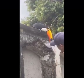 Wild toucan spotted perching on graves in Brazil