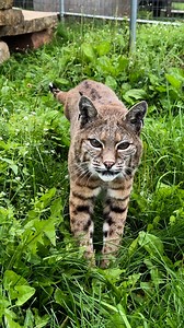 1.7M views · 95K reactions | Rescued Bobcat Claud had a rough start in life, found injured and alone in the wild. Due to Claud being a wild-born bobcat, he tends to be a bit more timid than some. We are happy to give him the space and love he needs to be happy and to live Wild-at-Heart!  | Wildcat Sanctuary | Facebook