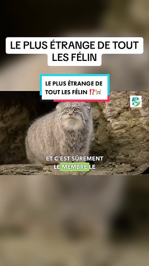 Le chat de Pallas : le félin le plus étrange