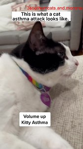 14K views · 482 reactions | Kitty Asthma #3southern #cats #tiktok #loves #kristicates | Kristi W Cattes | Facebook