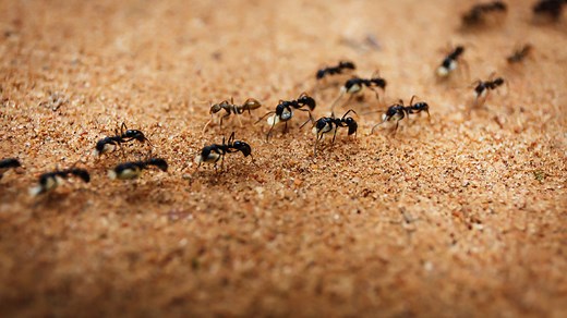 Ant-like robot swarms lift objects, throw themselves over obstacles