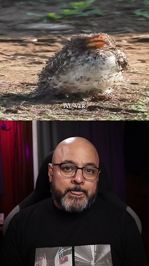 1.3M views · 30K reactions | Cómo los Pájaros Utilizan A Las Hormigas Como Pesticidas Naturales | Top Mystery Stories | Facebook