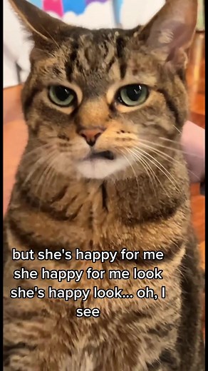 Happy Cat Videos Compilation