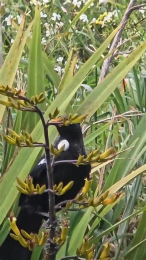9.5K views · 83 reactions | Big chubby cute Lil Tui bird. At Lower Hutts riverbank. So friendly and incredibly trusting. Nibbling away on sour flax. Living in paradise, sheltering in big storms, and shuttling from bush to bush in the sun, eating, sleeping, diving and darting about. A big happy chippy dood with a beautiful whirlte sound, and a bold white and vibrant chest. #Tui #Wellingtonlive | Wellington - LIVE | Facebook