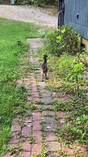 Adorable Baby Emu Running Compilation