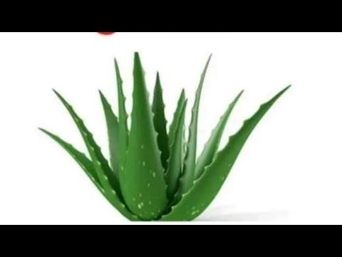 காலை வணக்கம் உறவுகளே 🥰 Rajirajesh samayal channel