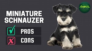 4.9K views · 208 reactions | Miniature Schnauzer: The Pros & Cons of Owning One https://www.youtube.com/watch?v=63fK_YXOqos | Lovely Animals World | Facebook
