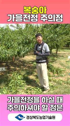 복숭아 가을전정 시 주의할 점 - 농사월력
