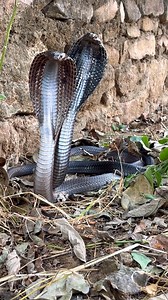 6.7K views · 24 reactions | नाग नागिन  #prajapaticommunity #cobrasnake #kingcobra #python #नाग #नागिन #viral #reptiles #snakerescue #rescue #नाग | Sarpmitra Neeraj Prajapati | Facebook