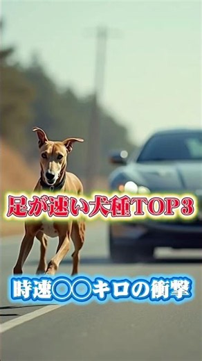 Ranking the World's Fastest Dog Breeds: The Winner Runs at Speeds Comparable to a Car #DogRanking...