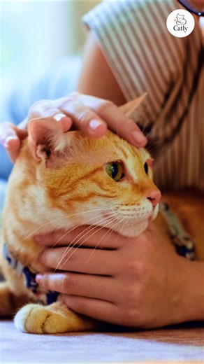 When your cat meows “for no reason,” it’s rarely random. Cats learn that humans respond to sound — so they use it to communicate. Meowing is learned language, not drama. Follow for real cat care tips. #catmeowing #CatBehaviorTips #CatPsychology #catparents #UnderstandingCats #catcommunication #catlife | Catly