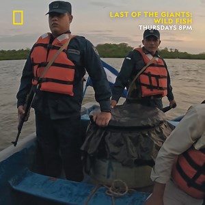 3.6K views · 140 reactions | The Nicaraguan navy patrols a region that has recently been targeted by poachers. As they spot a suspicious boat nearby, uncertainty looms about the poachers' intentions - whether they are armed and dangerous, leaving the outcome uncertain. Tune in to brand new episodes of Last of The Giants: Wild Fish, Thursdays at 8pm, only on National Geographic UK. | National Geographic UK | Facebook