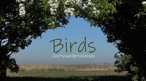 Birds (Oostvaardersplassen)