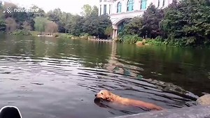 Golden retriever attacked by black swan when swimming in lake in China