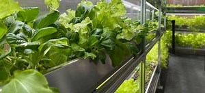 Tips for Starting a Basement Garden | DoItYourself.com