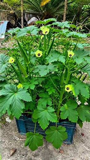 How to Increase Okra Flowering and Fruit Production Fast | Best Okra Growing Tips #agriculture