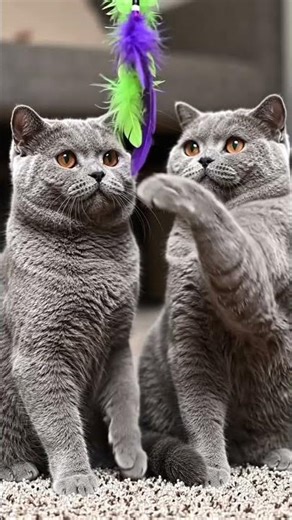 #puppy #cat #catshorts #catshorts #cats #pets #kids