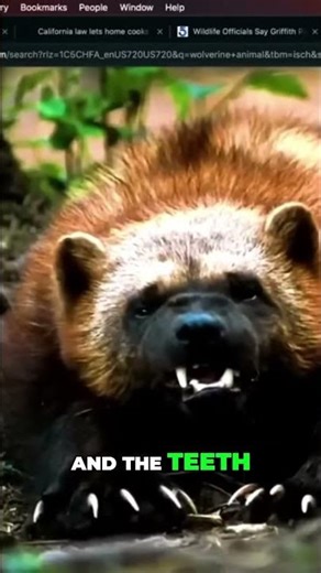 WOLVERINE: The Terrifying Predator That's Built to KILL! #shorts