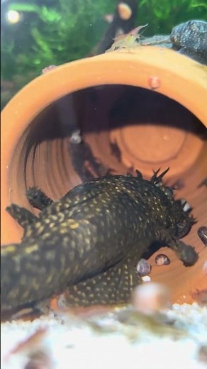 How the Ancistrus Guards His Babies in the Cave 🐟