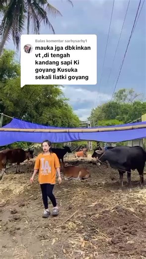 Sapi Joget di TikTok: Aksi Lucu dan Viral!
