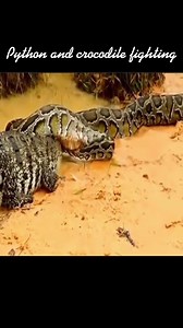 The crocodile must receive a catastrophic end when it dares to despise the power of the anaconda. | Family Storm Stories