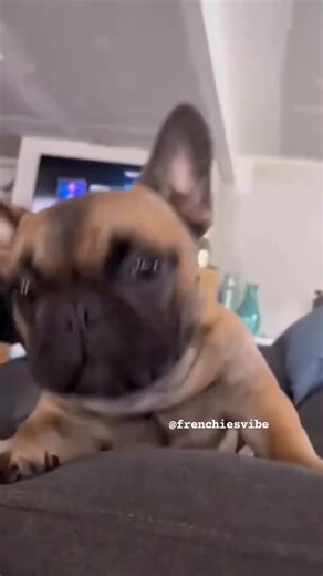 Things only a FRENCHIE owner would understand! #dog#DogTraining #dogtrainer #puppies#frenchbulldog #frenchbulldogs#frenchbulldogsoftiktok#frenchbulldogpuppy #frenchbulldoglife#frenchie #frenchiesoftiktok#frenchiesociety #frenchies#frenchiepuppy #frenchielife | Frenchiestore