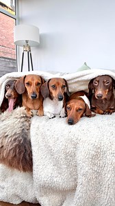 7K views · 2.3K reactions | Finish work. Pyjamas. Brew. Dogs & Blankets  | Dash of Sausage | Facebook