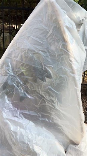 Yes, This Loquat Is Ripening in Winter | Zone 8a