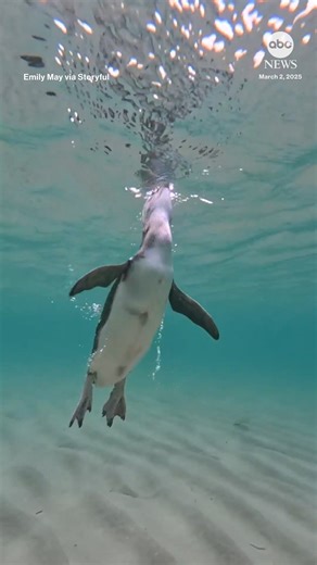 58K views · 559 reactions | An intrepid little blue penguin — the smallest penguin species in the world — was spotted on its own, swimming in the waters off Rye, Australia, likely from a colony across the Australian bay. https://abcnews.visitlink.me/-h2kKy | ABC News | Facebook
