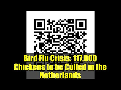 Bird Flu Crisis: 117,000 Chickens to be Culled in the Netherlands