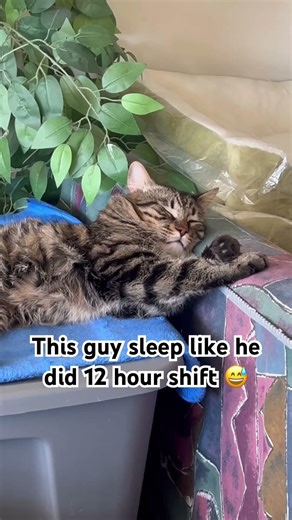 Snoring cute cat🥰 #cat #catshorts #shortvideo#cats #cute #shorts #funnycat