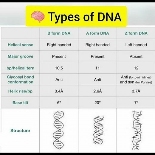 Types of DNA... A, B, Z DNA #NEET... #CSIR NET...
