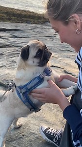 346K views · 23K reactions | Conversations with Marve凉 : #pug #pugsofinstagram #puglife #puglove #pugs #dog #dogsofinstagram #pugstagram #dogs #pugpuppy #pugworld #pugoftheday #puppy #pugnation #puglover #mops #pugsnotdrugs #instapug #puglovers #dogstagram #love #doglover #pet #instadog #cute #blackpug #pugmania #pugloversclub #doglovers #dogoftheday | Samara Charley Eva | Facebook
