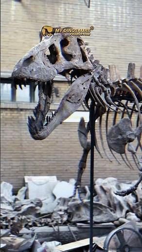 T-REX FOSSIL REPLICA AVAILABLE FOR 2024 MUSEUM INSTALLATIONS!#trex #fossil #museumexhibits