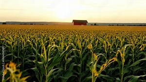 A field of corn with a red barn in the background. The sun is setting, casting a warm glow over the scene