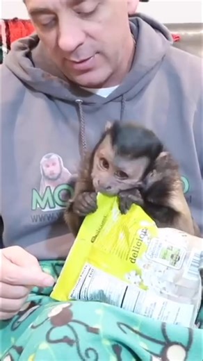 21K views · 1.2K reactions | MonkeyBoo shares popcorn #monkey #sharing #snacktime #cute | MonkeyBoo | Facebook