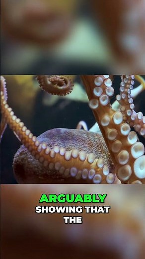 Octopus Sentience? Mirror Test Reveals Cognitive Abilities #shorts